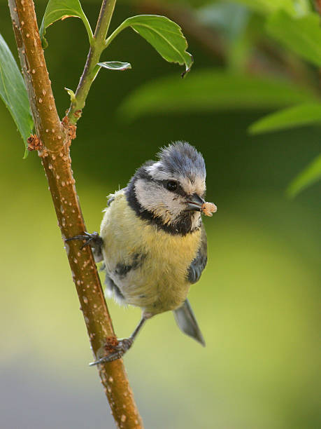 Blue Tit  with Bug stock photo