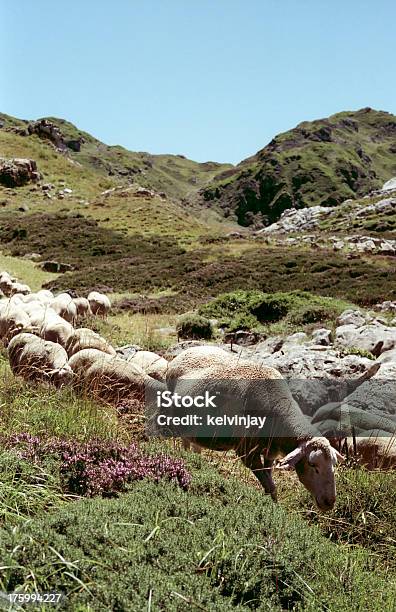 Овец В Asturais Северной Испании — стоковые фотографии и другие картинки Овца - Копытное животное - Овца - Копытное животное, Вереск, Вертикальный