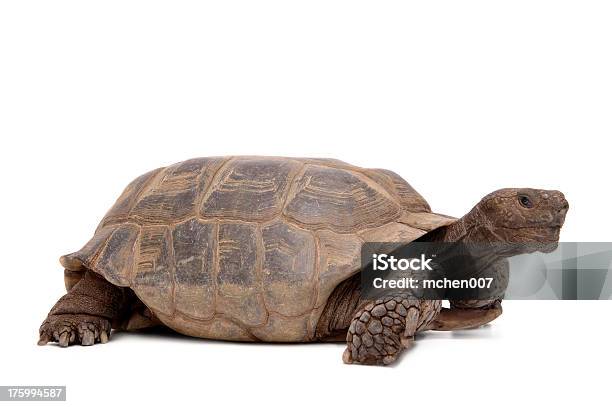Animals Isolated Desert Tortoise Stock Photo - Download Image Now - Animal, Animal Scale, Animal Shell