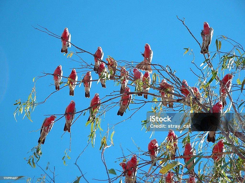 Galahs fofoqueiro - Foto de stock de Canto de Passarinho royalty-free