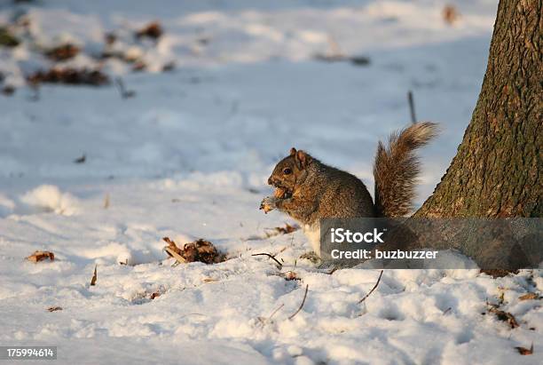 Small Peanut Lover Squirrel Stock Photo - Download Image Now - Animal, December, Eating