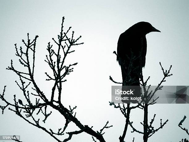 Foto de Lone Crow e mais fotos de stock de Contorno - Contorno, Corvo, Animal selvagem