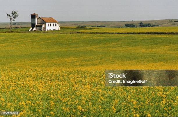 Stary Kościół - zdjęcia stockowe i więcej obrazów Stan Dakota Północna - Stan Dakota Północna, Budynek szkoły, Canola