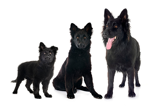 Black Belgian shepherd looking with attention. Cute guard dog looking with attention while sitting in grass