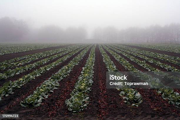 Repollo Patch Foto de stock y más banco de imágenes de Agricultura - Agricultura, Aire libre, Campo - Tierra cultivada