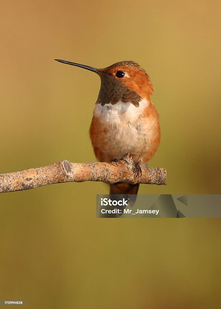 Rufous колибри - Стоковые фото Блестящий роялти-фри