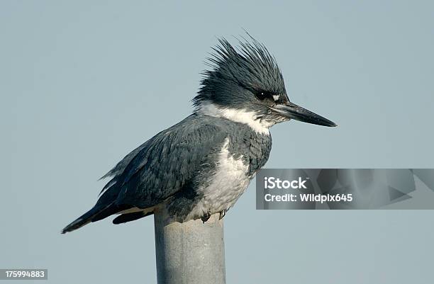 Belted Kingfisher Ceryle Alcyon Stock Photo - Download Image Now - Alertness, Animal, Animals In The Wild