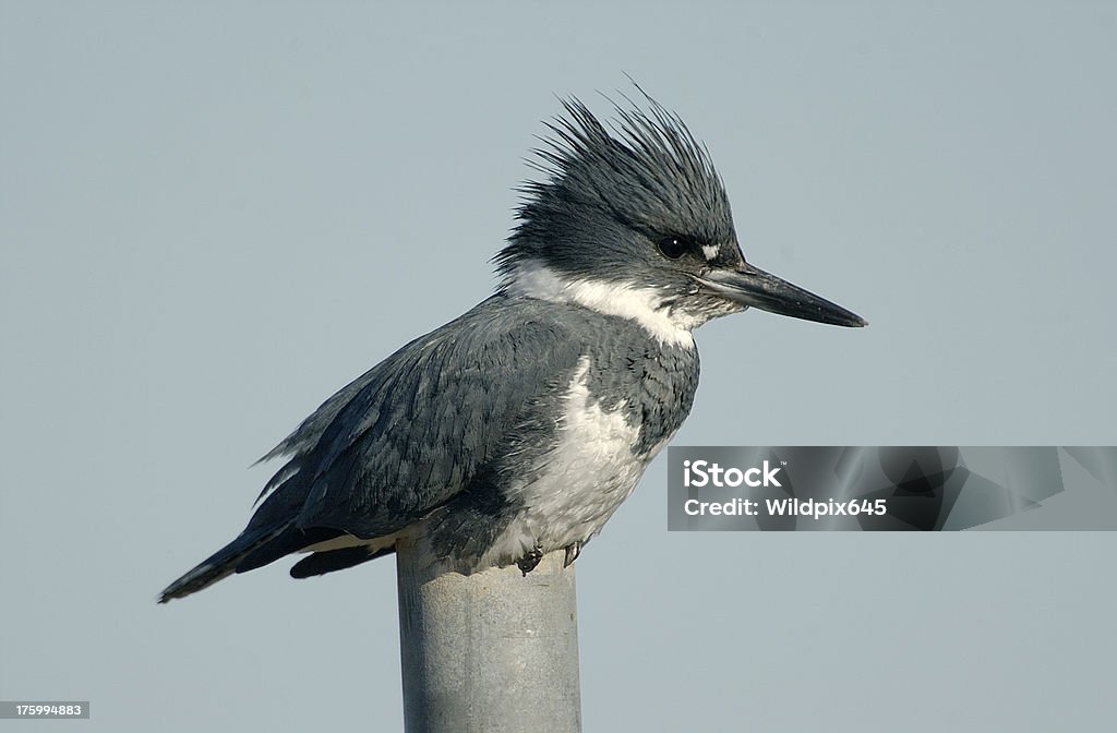 Guarda-rios-de-crista-Ceryle alcyon - Royalty-free Animal Foto de stock