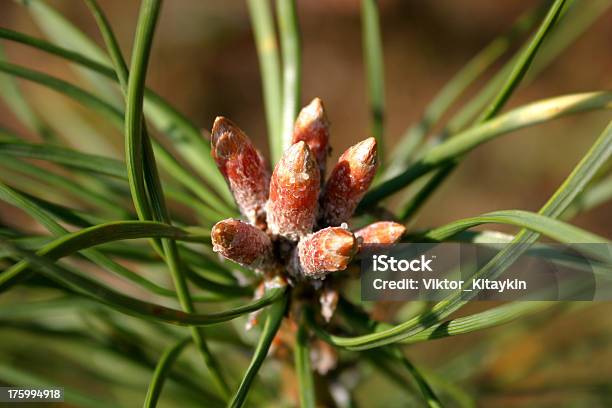 Árbol De Pino Foto de stock y más banco de imágenes de Abeto - Abeto, Abeto Picea, Aguja - Parte de planta