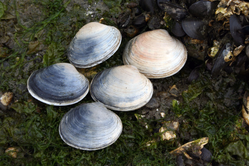 Fresh harvested butter clams