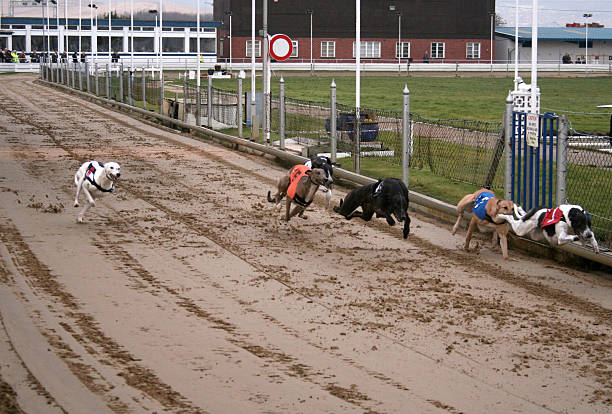 running greyhounds stock photo