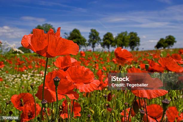 Field Of Мак Самосейка — стоковые фотографии и другие картинки Без людей - Без людей, Белый, Весна