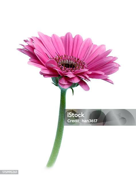 Pink Gerbera Stock Photo - Download Image Now - Beauty, Beauty In Nature, Cut Out