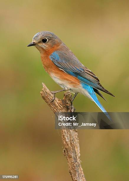 Blue Bird Hembra Oriental Foto de stock y más banco de imágenes de Azulejo - Pájaro - Azulejo - Pájaro, Misuri, Primavera - Estación