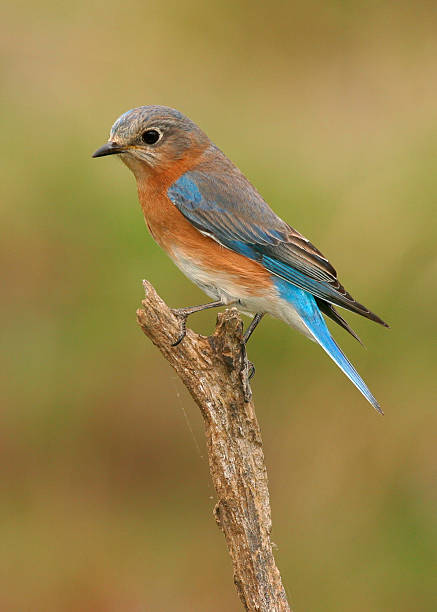 雌�東洋のブルーバード - bird bluebird missouri perching ストックフォトと画像