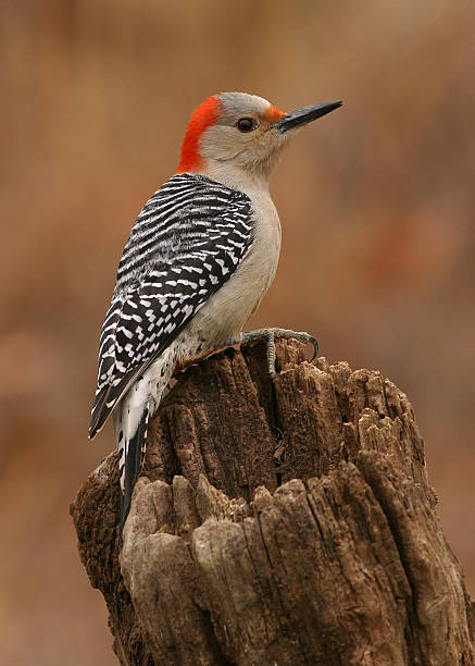 istock Female Red-bellied Woodpecker 175995282