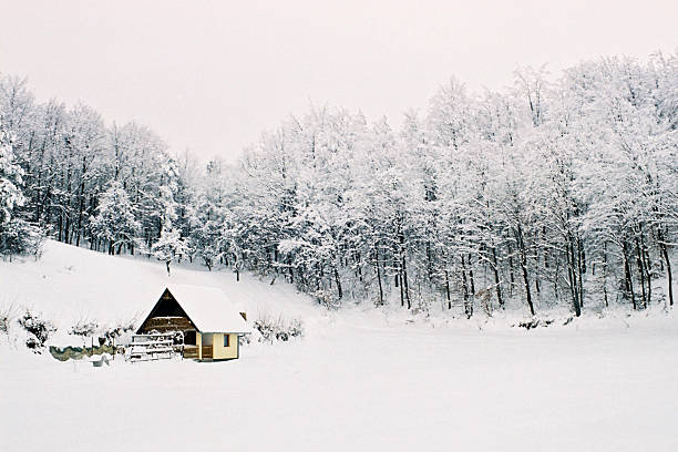 Hilly landscape with solitary tree during heavy snowfall, bad weather, fog, trees covered with snow and rime, mountain landscape. Jeseniky mountains,Czech Republic.