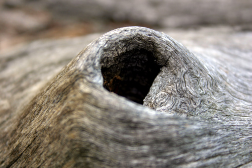 Close up of a hollow in a tree.