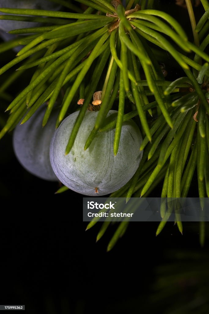 Moon fruits rouges - Photo de Genévrier libre de droits