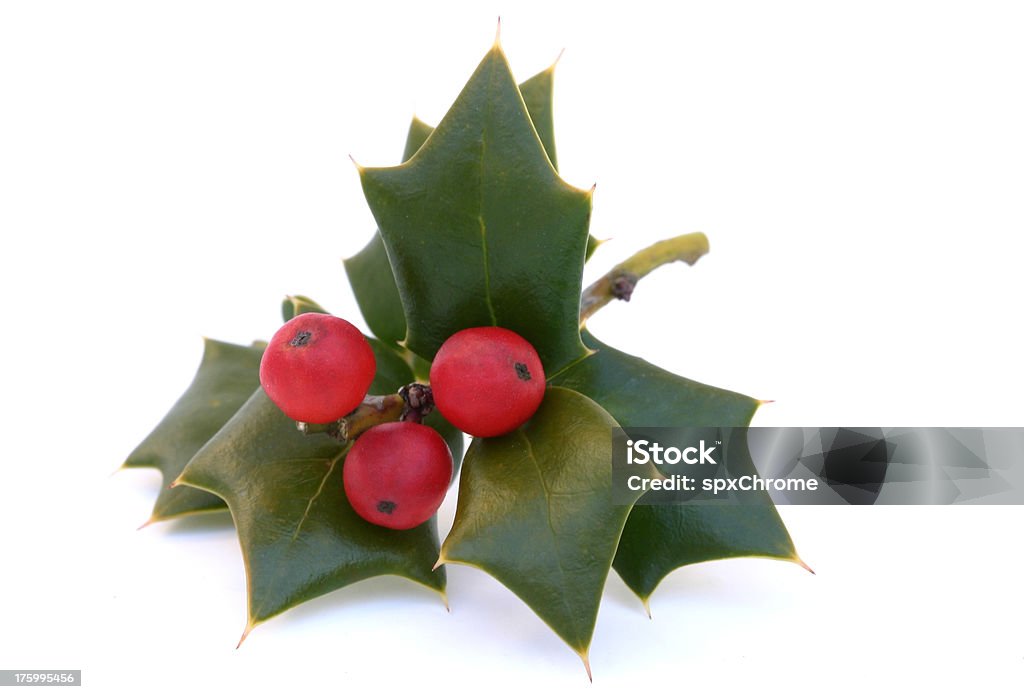 Holly hojas y bayas - Foto de stock de Acebo libre de derechos