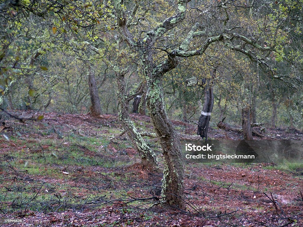 Alentejo madeira com cork oaks - Foto de stock de Agricultura royalty-free
