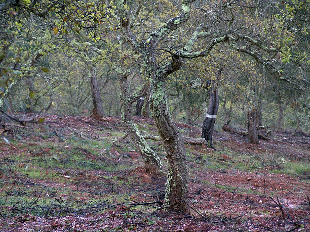 alentejo madeira com cork oaks - corking - fotografias e filmes do acervo