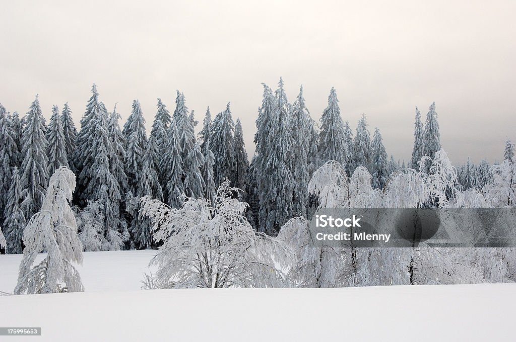 Schnee Landschaft Schwarzwald, Deutschland - Lizenzfrei Abenddämmerung Stock-Foto