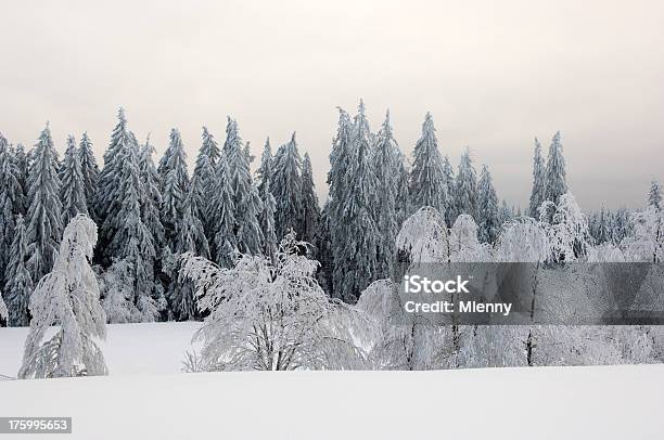 Schnee Landschaft Schwarzwald Deutschland Stockfoto und mehr Bilder von Abenddämmerung - Abenddämmerung, Abenteuer, Baum