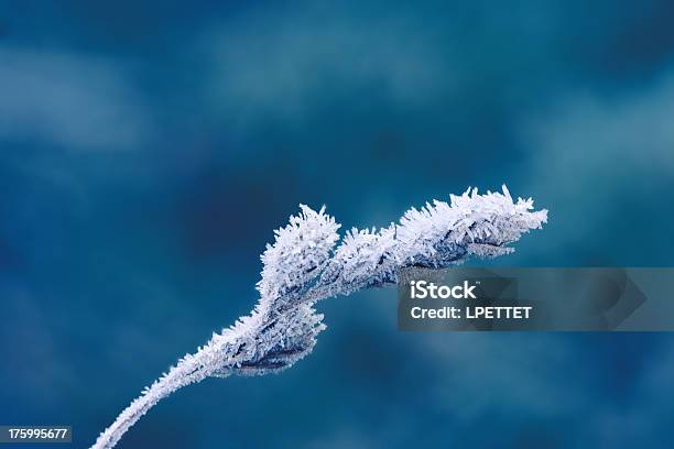 Frostymacro - Fotografias de stock e mais imagens de Ao Ar Livre - Ao Ar Livre, Azul, Campo agrícola