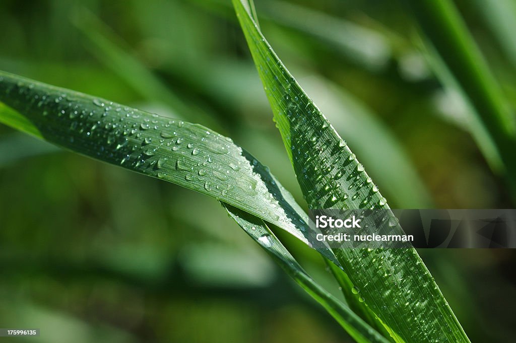 밀싹 2 - 로열티 프리 녹색 스톡 사진