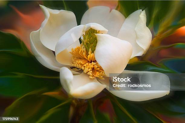 Foto de Dança Magnolia e mais fotos de stock de Abaixo - Abaixo, Abrindo, Ajardinado