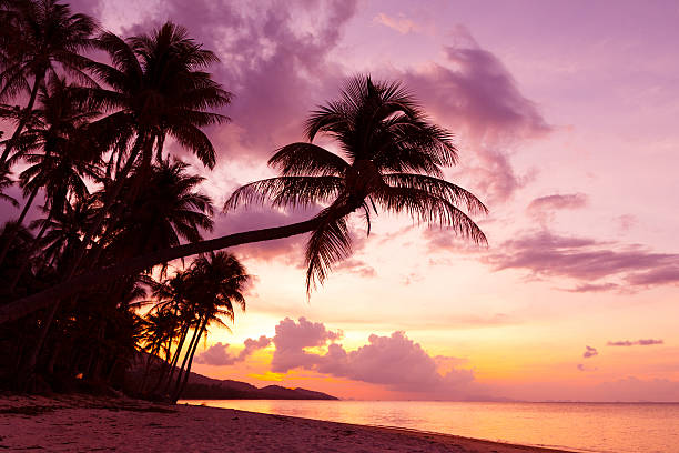 istock Beautiful tropical sunset with palm trees 175996201