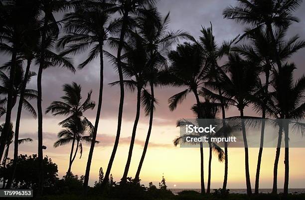 Hawaiischer Sonnenuntergang Stockfoto und mehr Bilder von Abenddämmerung - Abenddämmerung, Baum, Bild-Ambiente