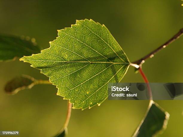 Verde Leaf Foto de stock y más banco de imágenes de Abedul - Abedul, Belleza, Belleza de la naturaleza