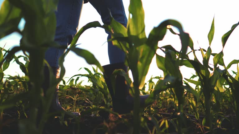 Close up rubber boots. Farmer in rubber boots going in the field of cultivated corn maize crops. Man in rubber boots go in cornfield with light of sunset. Agricultural and organic products concept.