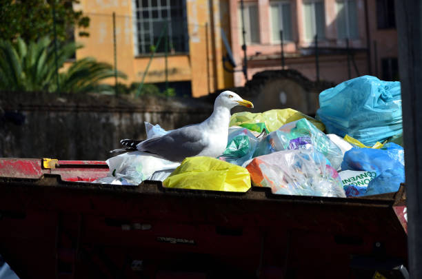 istock Seagull in the middle of the garbage 1759963892