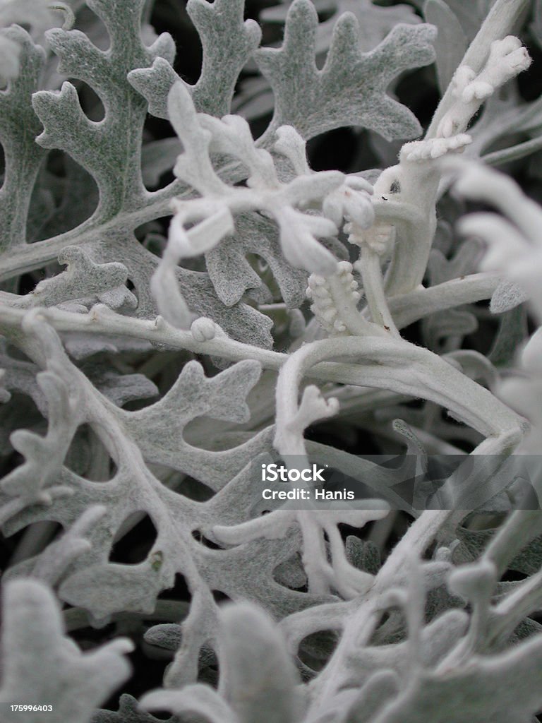 Dusty Miller Light gray hairy plant leaves - dusty miller Backgrounds Stock Photo
