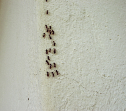 A group of ants on a wall--Comments are really appreciated