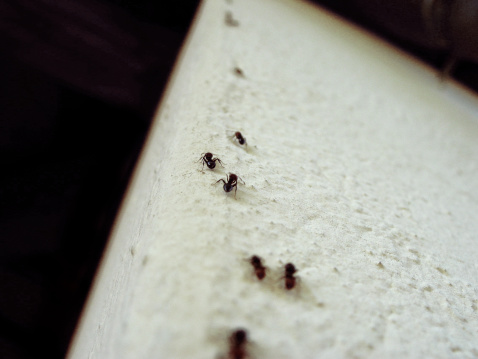 A few ants that are frre climbing--Comments are really appreciated