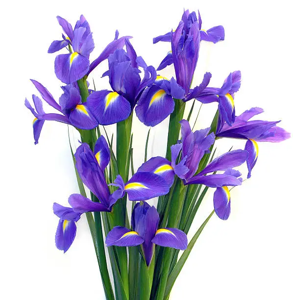 China blue Dutch Irises against a white background