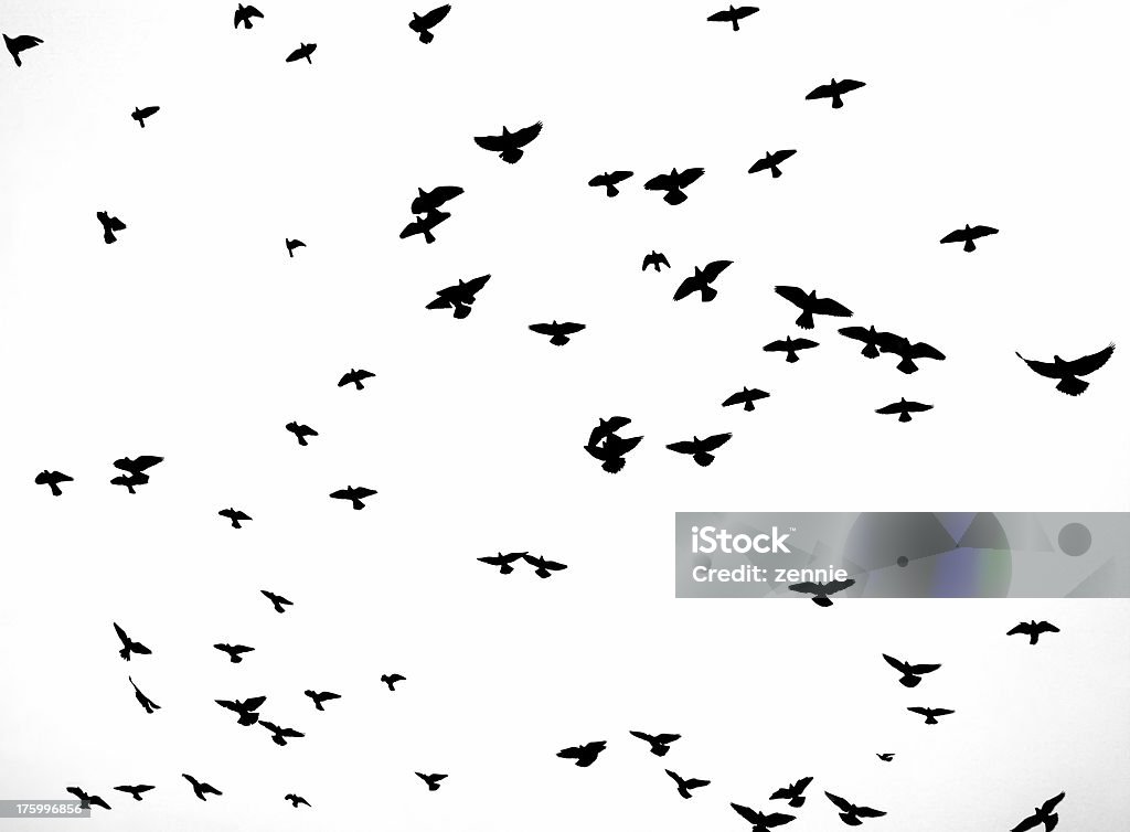 Sfondo: Uccelli In volo - Foto stock royalty-free di Ala di animale