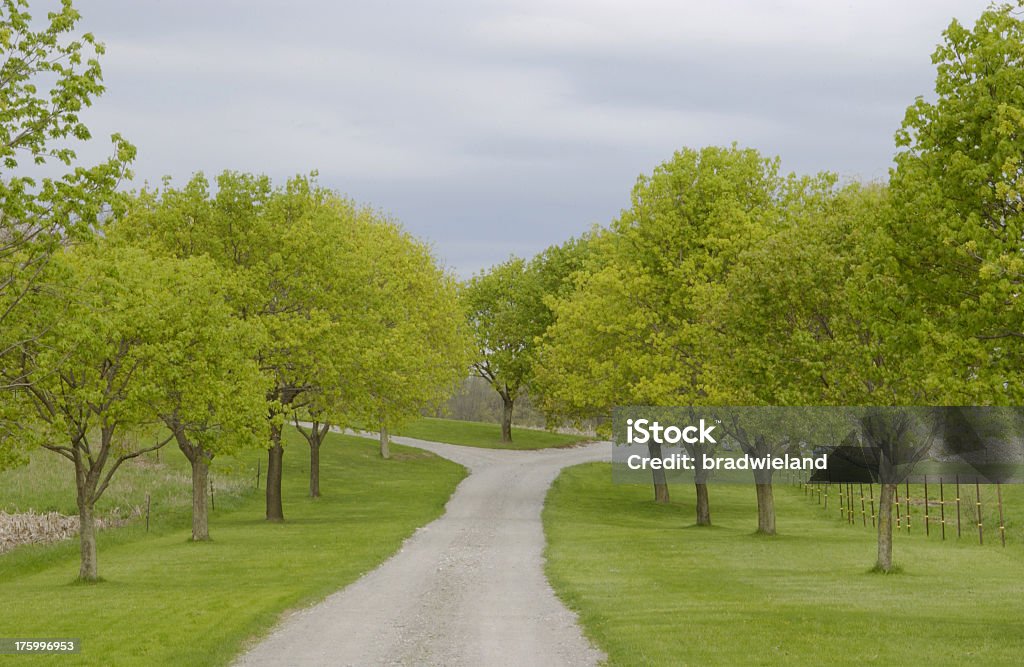 Frühjahr Bäume und lane - Lizenzfrei An einer Weggabelung stehen Stock-Foto