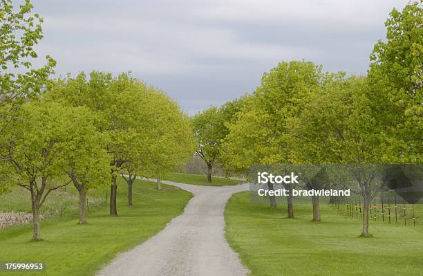 Frühjahr Bäume Und Lane Stockfoto und mehr Bilder von An einer Weggabelung stehen - An einer Weggabelung stehen, Weggabelung, Weg