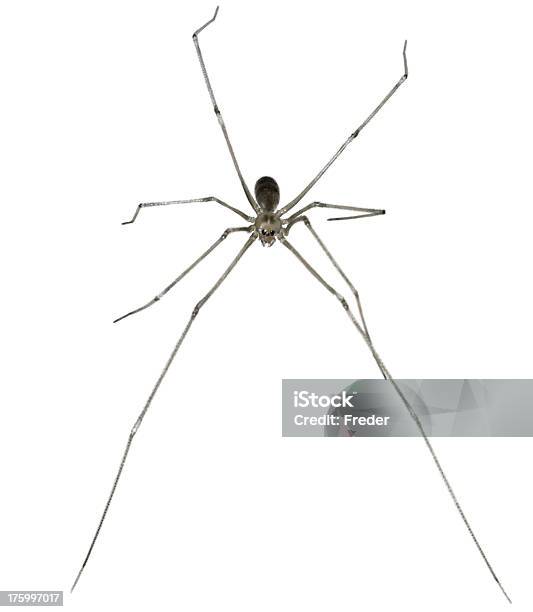 Scary Spider Stock Photo - Download Image Now - Animal, Animal Body Part, Animal Leg