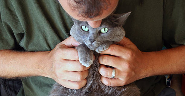cat massage