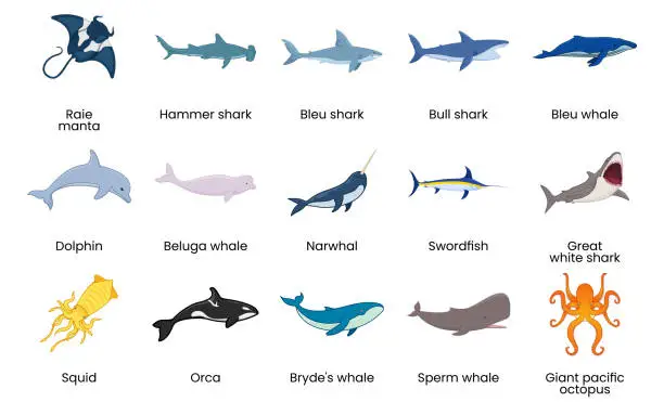Vector illustration of Marine world species with name.