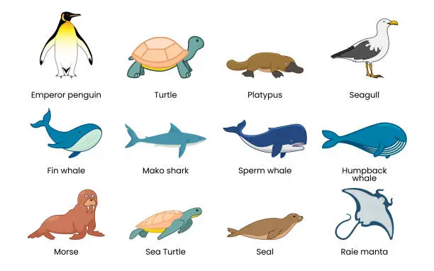 Vector illustration of Marine world species with name.
