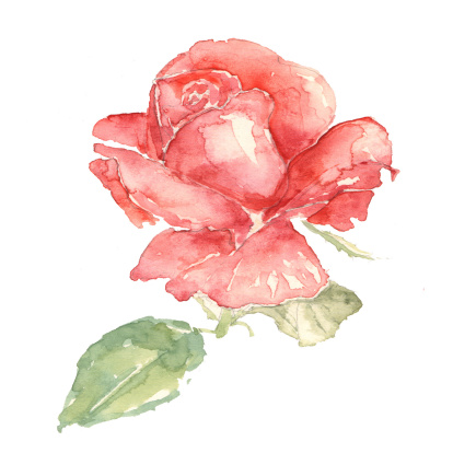 Watercolour illustration of a Red Rose on a white background. Original work on watercolour paper scanned and uploaded.