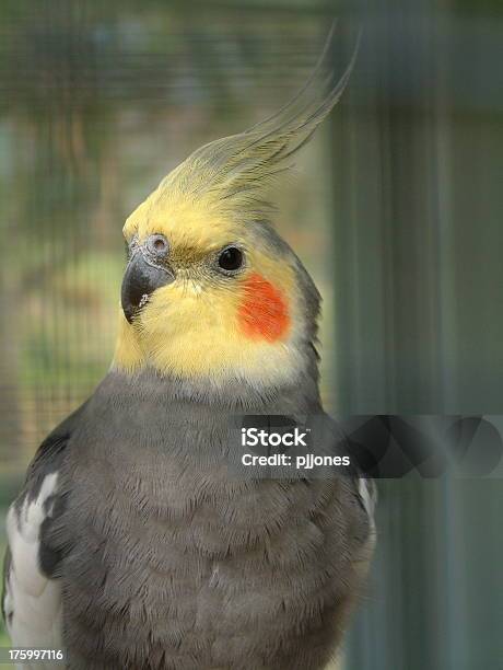 Curioso Pájaro Foto de stock y más banco de imágenes de Acorralado - Acorralado, Ala de animal, Amarillo - Color