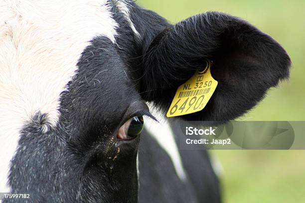 オランダブラック白い牛と Barcoded Eartag 断片化 - アイデンティティーのストックフォトや画像を多数ご用意 - アイデンティティー, ラベル, 家畜の識別用タグ